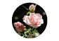 blushing-roses