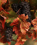 Fall Leaves and Grapes