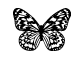 general-butterfly