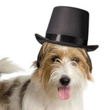 Lillian Rose Top Hat for Dogs