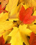 Bright Fall Leaves